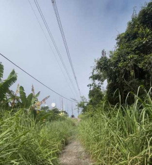 Mato alto no Morro do Itaoca no in&iacute;cio de 2026