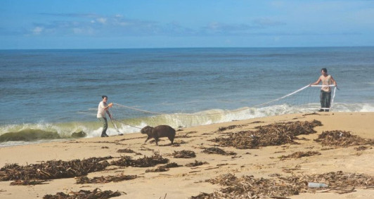 Capivara ferida &eacute; resgatada na praia do Farol de S&atilde;o Tom&eacute;