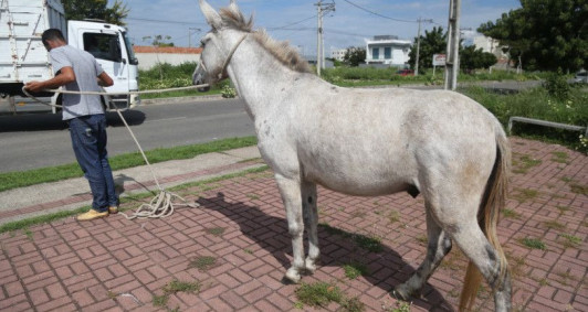 Animais recolhidos pelo CCZ