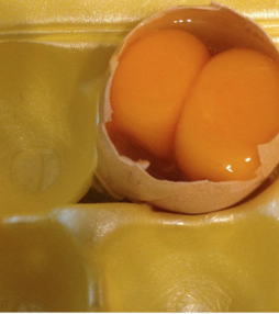 casca de ovo