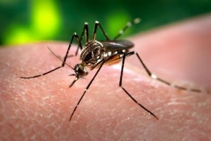 Casos podem estar relacionados ao Zika vrus
