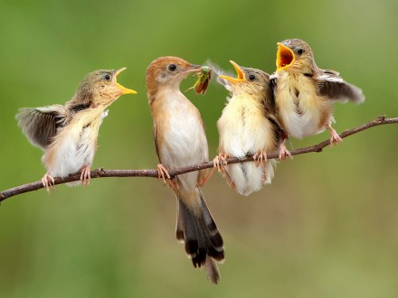 passaro-atitude-21-440x330