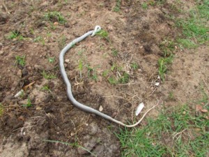 A cobra d'gua no resistiu a poluio  da Lagoa do Comrcio