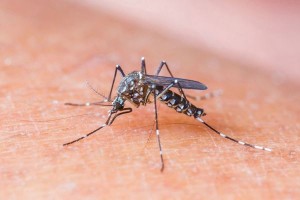 zika-virus-e-contagioso-conheca-principais-sintomas
