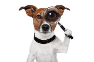 dog with magnifying glass and searching