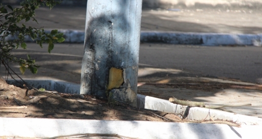 Ataque de abelhas assustou moradores