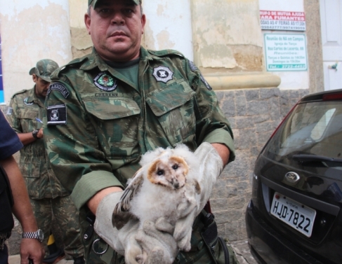 Coruja foi resgatada pela Guarda Ambiental
