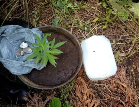 Plantao de maconha apreendida