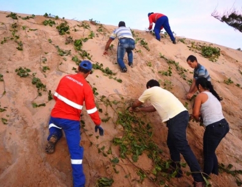 Plantio de ipomea em Atafona