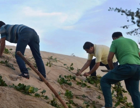 Plantio de ipomea em Atafona