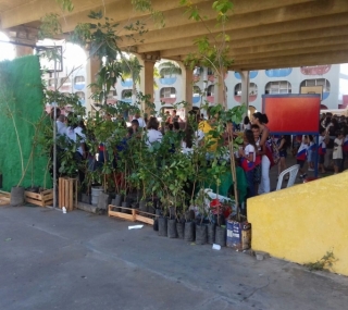 Mudas de restinga doadas para SJB