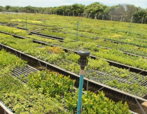 Mudas de restinga doadas para SJB