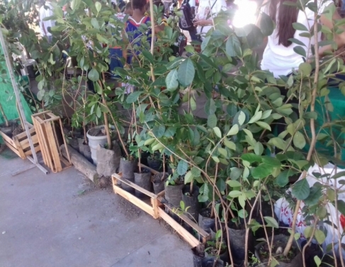 Mudas de restinga doadas para SJB