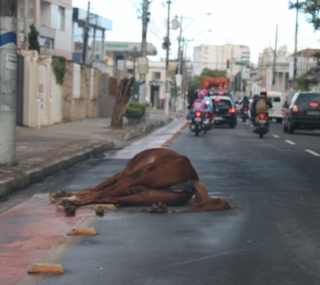 Cavalo morreu em acidente