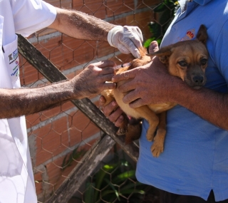 Vacinação contra a raiva animal