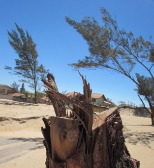 Restos de casuarinas removidas