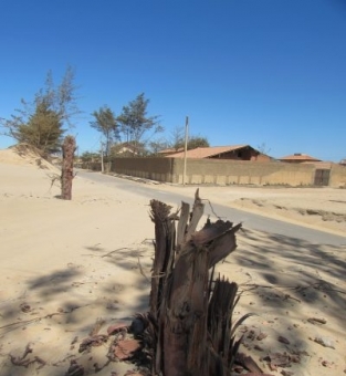 Restos de casuarinas removidas