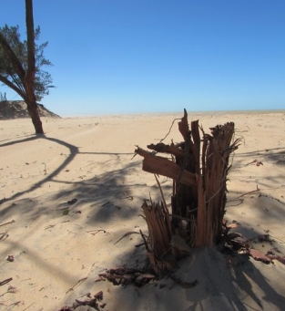 Restos de casuarinas removidas