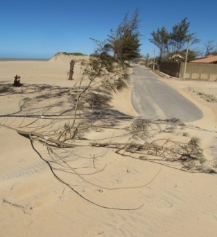 Restos de casuarinas removidas