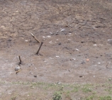 Restos do gado no fundo seco do Brejo de S&atilde;o Greg&oacute;rio - Sta Ana