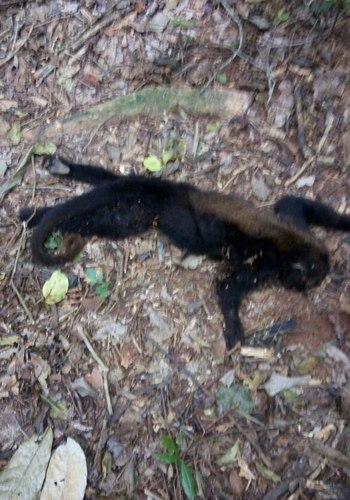 Macaco morto em Laje de Muria&eacute;, ano passado