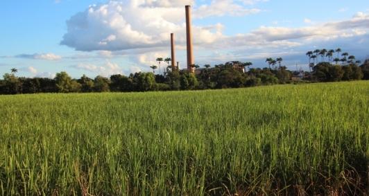 Conab projeta queda de 2,2% na produção de cana de açúcar 