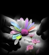 bem me quer mal me quer