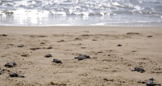 Soltura de tartarugas atraiu veranistas em Atafona
