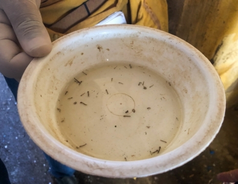 Foco do mosquito Aedes aegypti