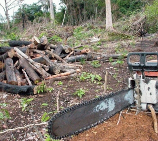 Desmatamento na Amazônia é comandado por redes criminosas 