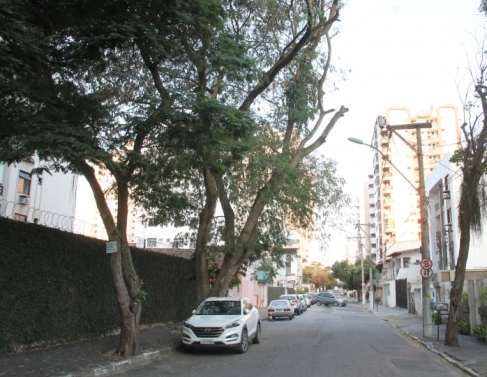 Disputa entre vizinhos por �rvore no Centrp