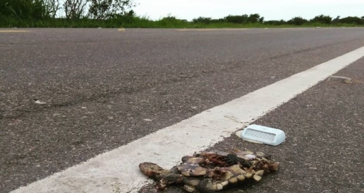 Animais silvestres atropelados na RJ 216