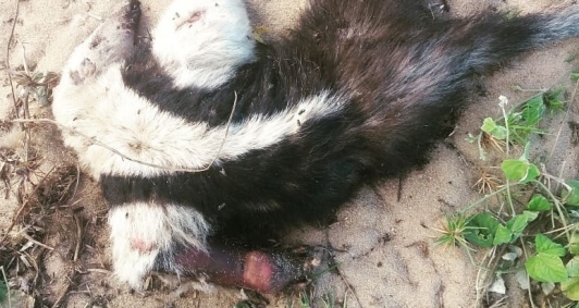 Animais silvestres atropelados na RJ 216