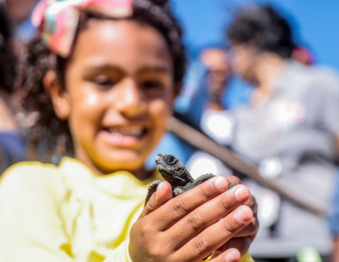 Come&ccedil;a soltura de tartarugas no ver&atilde;o 2020 