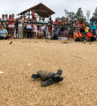 Trinta filhotes de tartaruga da espécie cabeçuda se apressaram para entrar no mar