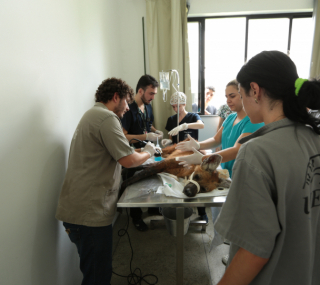 Animal &eacute; tratado pela equipo do Nepas da Uenf