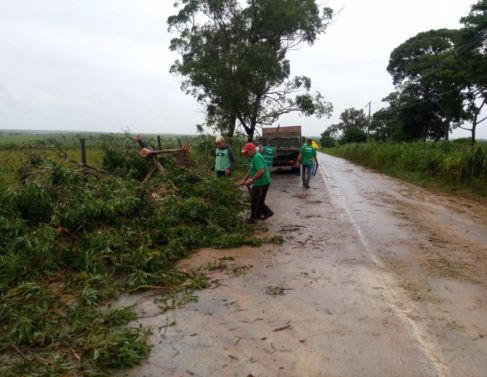 Vento derruba �rvores e destelha casas em SFI