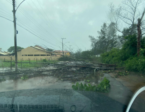 Vento derruba �rvores e destelha casas em SFI