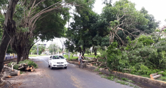 Peda&ccedil;os de &aacute;rvore ainda atrapalham ciclovia