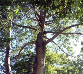 Baob� na Beira-Val�o