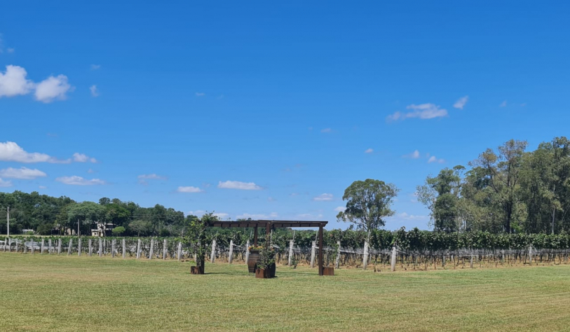 Vinhedos da vin&iacute;cola Malgarim