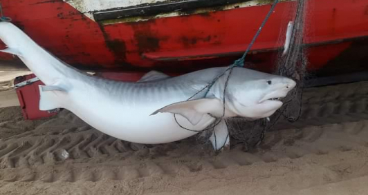 Tubarão capturado no Farol