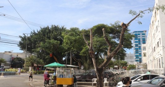 Corte de árvores em Campos (Fotos: Genilson Pessanha)