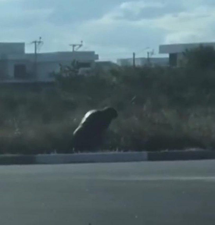 No momento em que a mulher estava sendo atacada