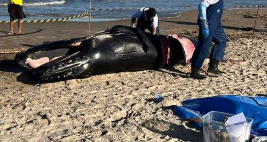 Baleia aparece morta no litoral de SFI 