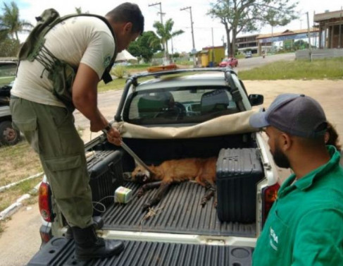 Resgate de um lobo-guar&aacute; em SFI em 2020