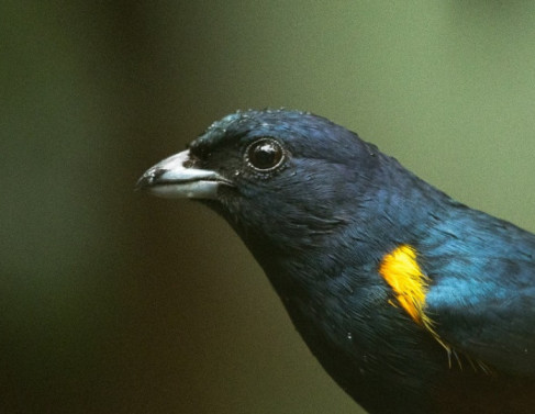 Ave do Parque do Desengano: Ferro Velho (Euphonia-pectoralis) 