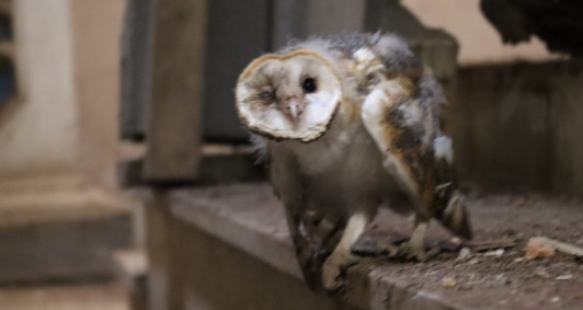 Coruja foi encontrada debilitada (Foto: Genilson Pessanha)