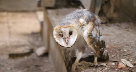 Coruja foi encontrada debilitada (Foto: Genilson Pessanha)