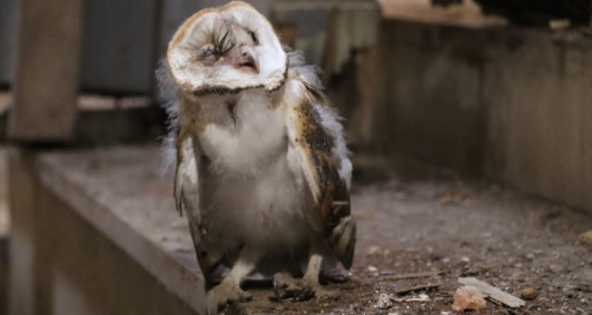 Coruja foi encontrada debilitada (Foto: Genilson Pessanha)